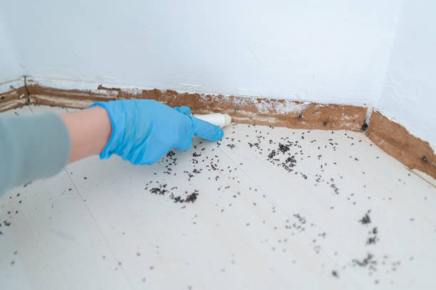 Best Insect Control  in Harsville, RI